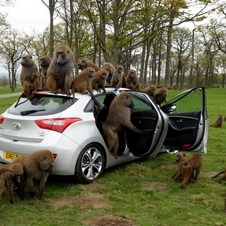 Hyundai simplesmente abriu as portas e deixou os babuínos fazerem o que quisessem